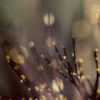 kristine_dodd
